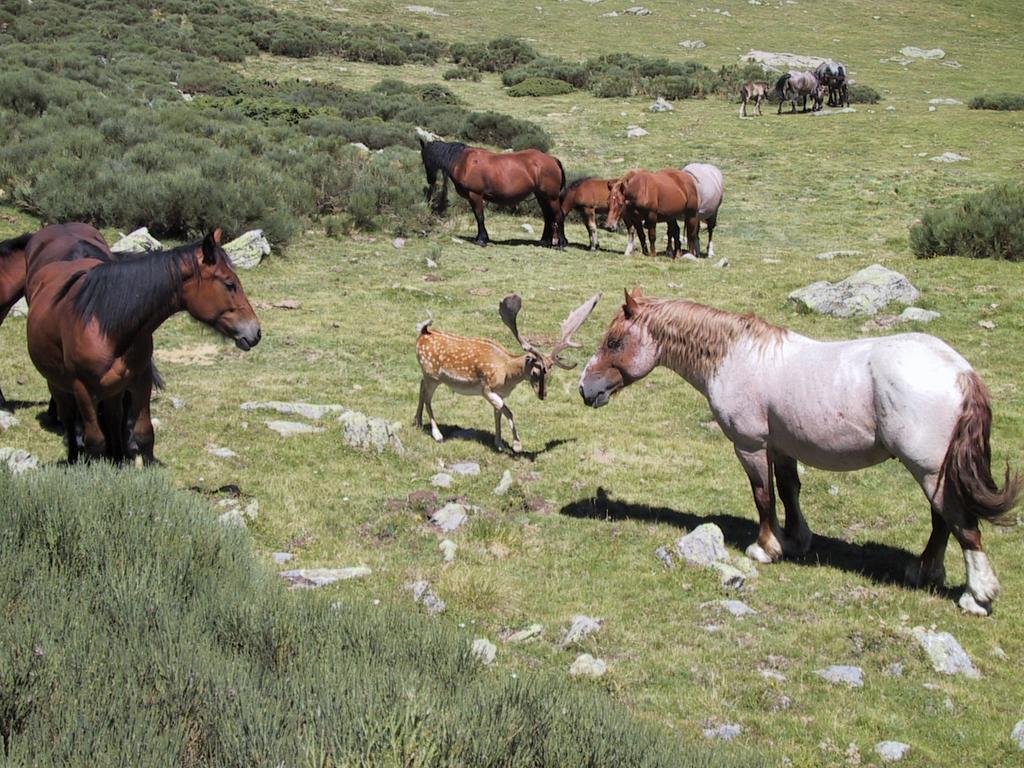 La Coberta-Lo Paller Del Coc Риальп Экстерьер фото